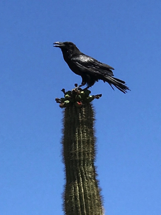 Jan 31 - Local raven. Jan 31 - Local raven.